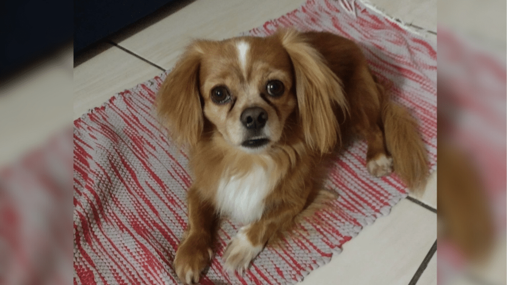 Cachorrinho está desaparecido em Camaquã