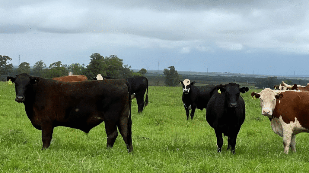 Produtor rural já pode preencher e encaminhar Declaração de Rebanho 2025
