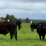 Produtor rural já pode preencher e encaminhar Declaração de Rebanho 2025