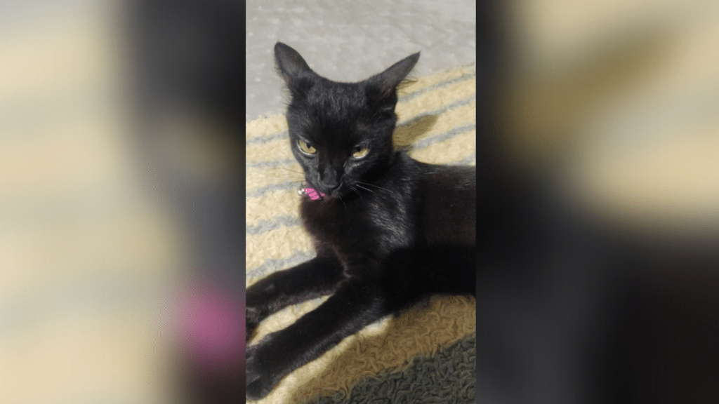Família busca por gatinha desaparecida em Camaquã