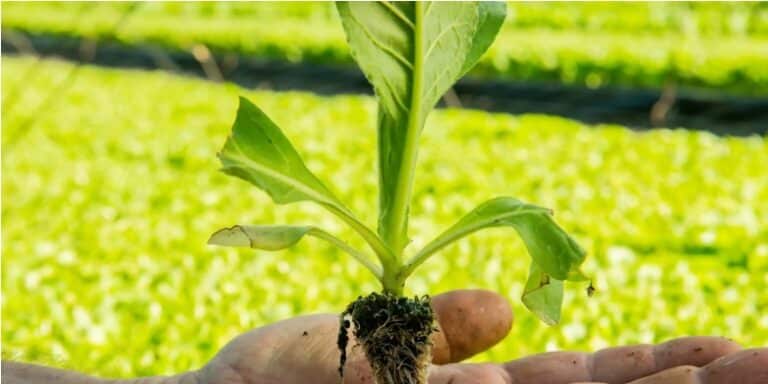 Calendário de plantio do tabaco passa a ser tema de conscientização no campo