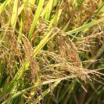 Contrato de Opção: Produtores têm até sexta para antecipar direito de venda de arroz em maio