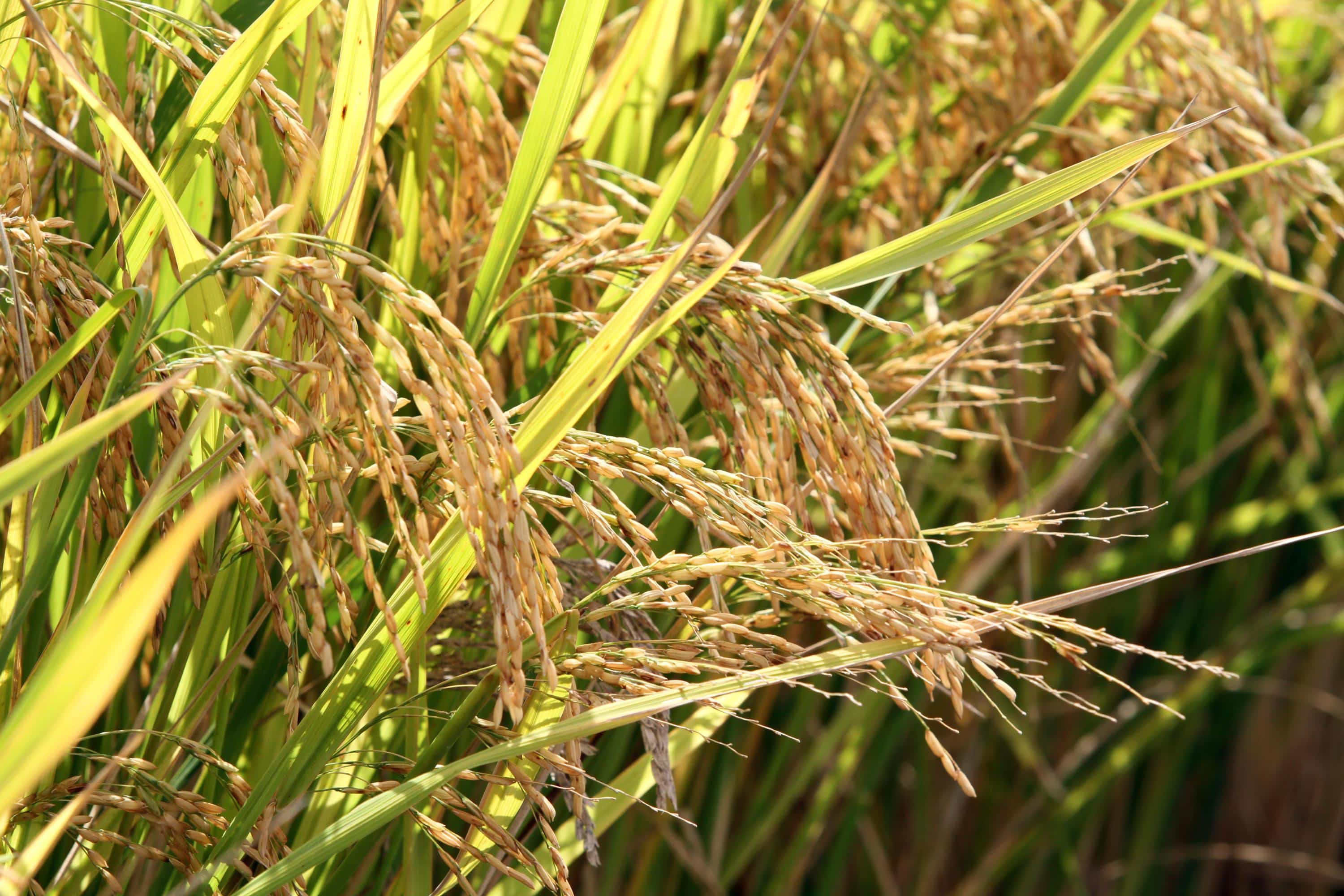 Contrato de Opção: Produtores têm até sexta para antecipar direito de venda de arroz em maio