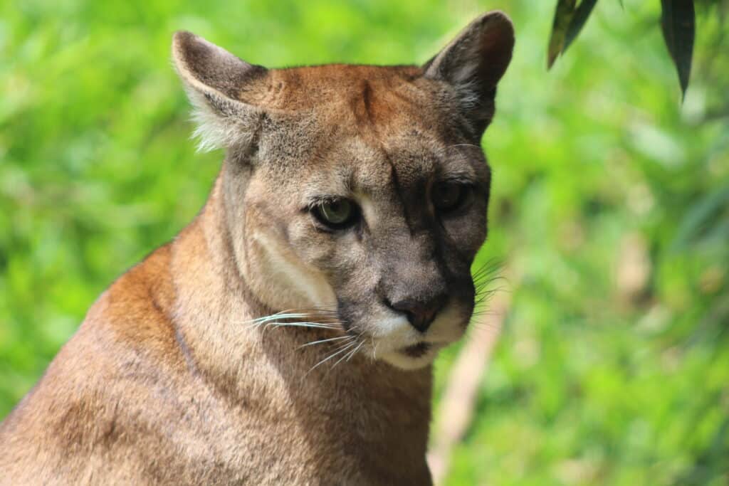 Homem fica ferido após ataque de puma no RS