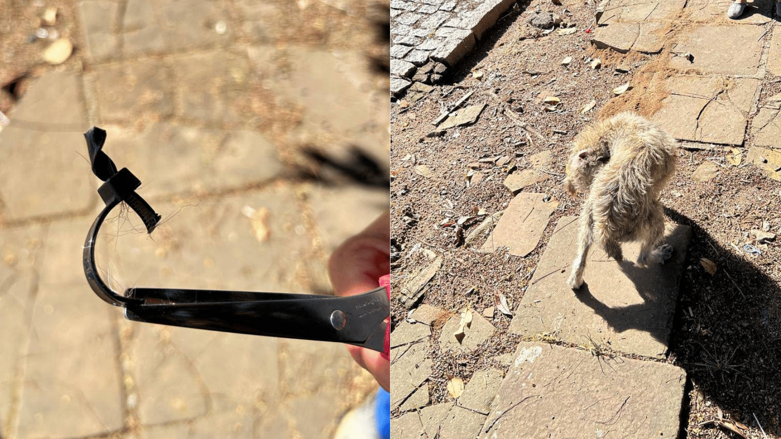 Animais de rua são encontrados com lacres nos testículos em Dom Feliciano