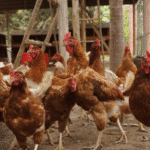 Influenza aviária no RS: confirmado primeiro caso em granja no Vale do Caí