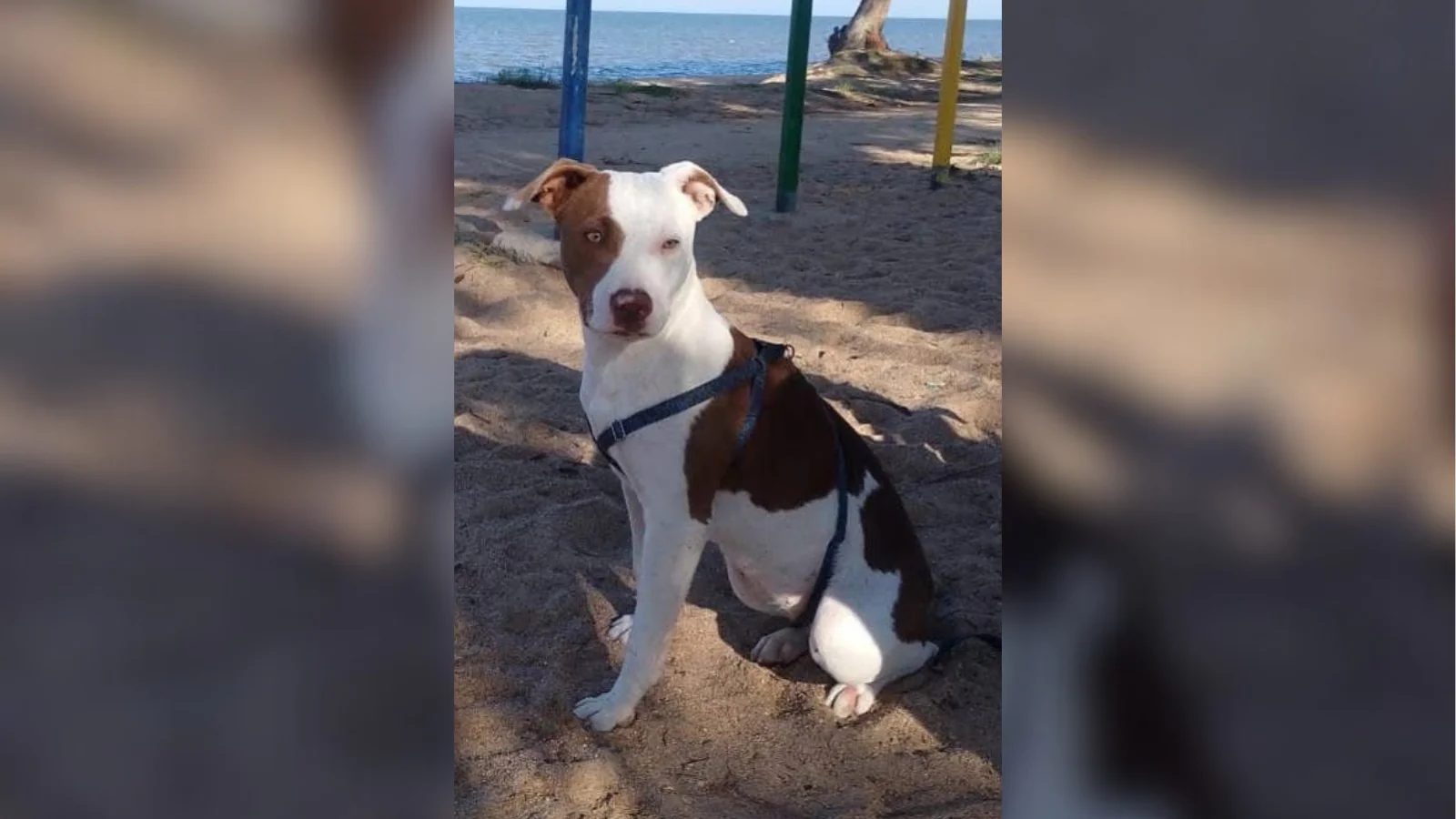 Família busca por cachorro desaparecido em Arambaré