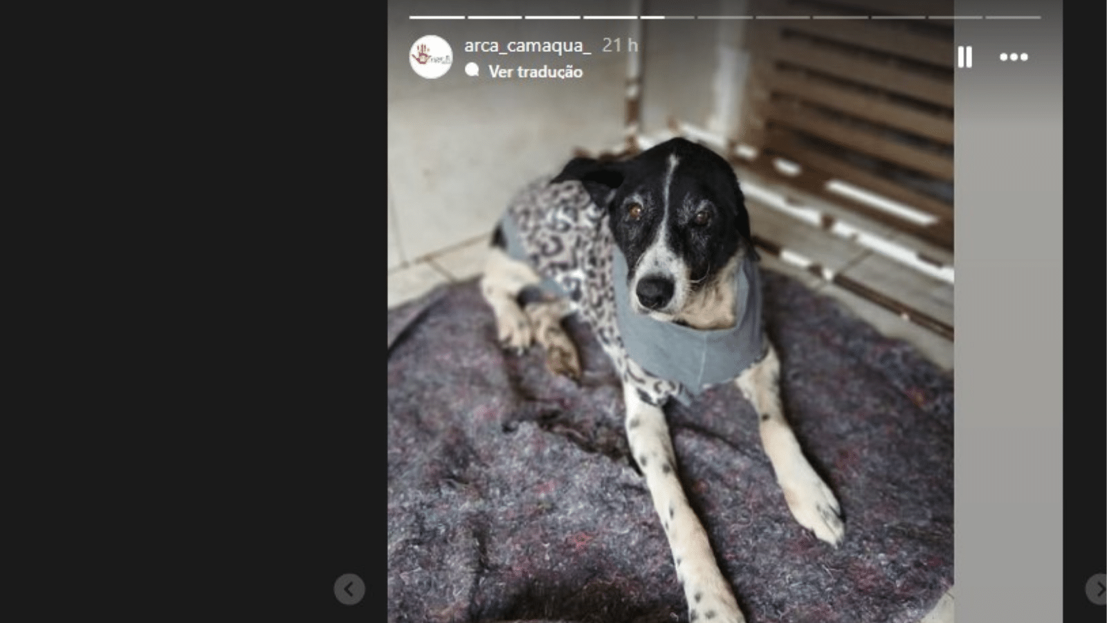 Arca realiza campanha solidária para arrecadar cobertores para animais resgatados em Camaquã