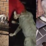 Operação em Camaquã resgata cães em situação de maus-tratos