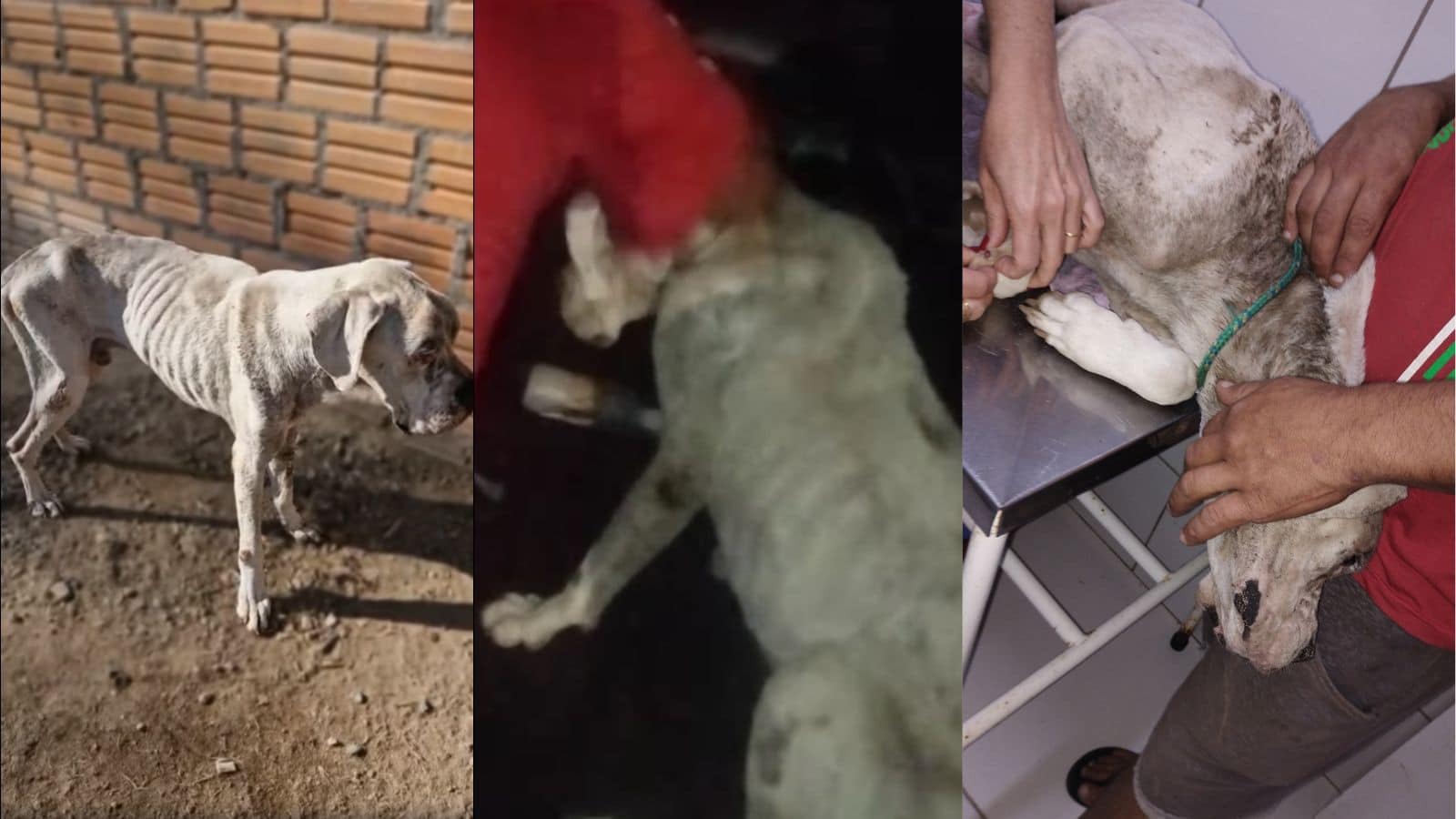 Operação em Camaquã resgata cães em situação de maus-tratos