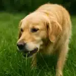 Por que seu cachorro come grama e quando isso é sinal de alerta
