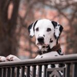 Aprovada proibição de tatuagens e piercings em cães e gatos