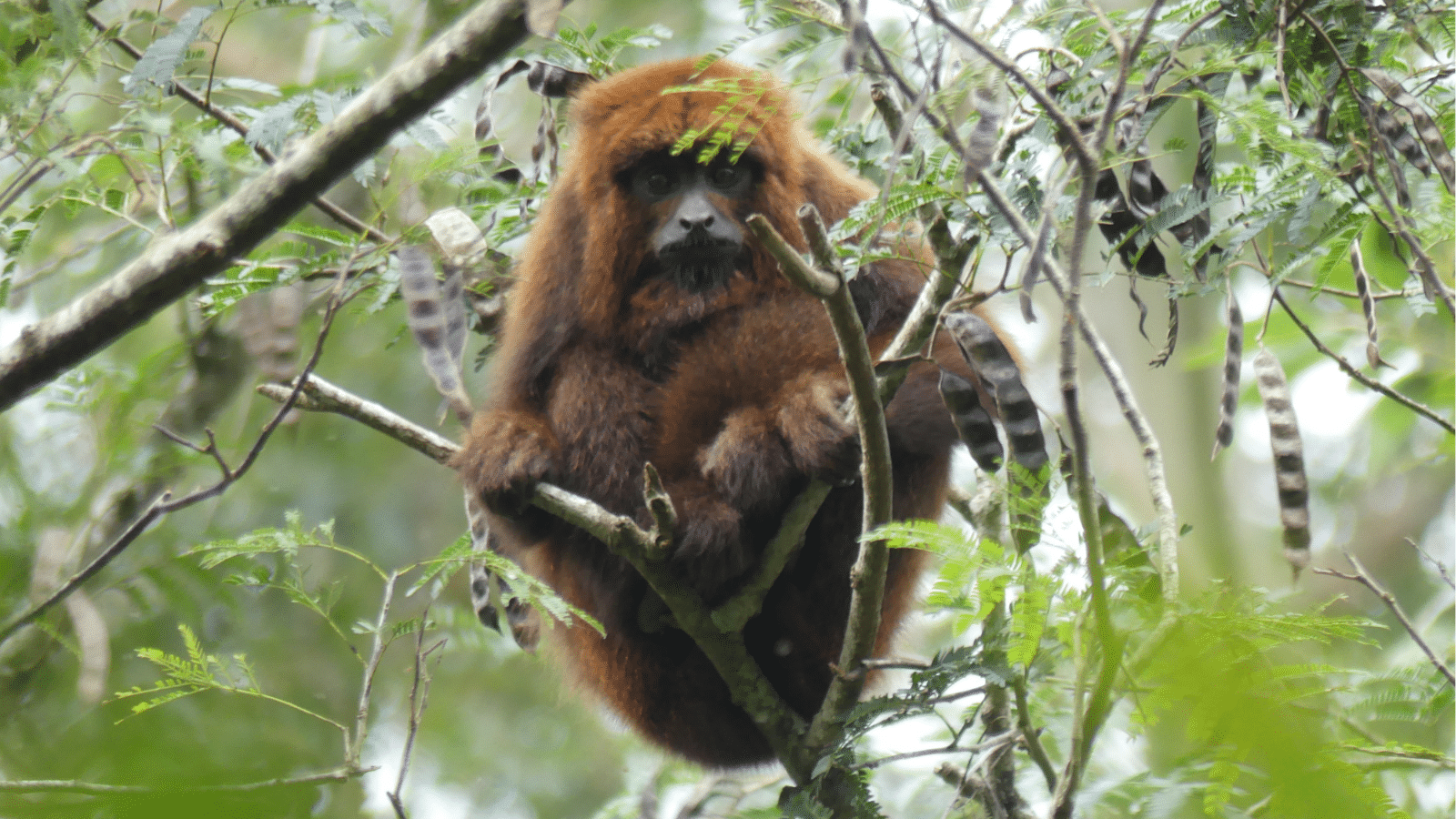 Bugiu ruivo é uma das espécies em extinção abrigadas pelas áreas de floresta nativa do Projeto Auéra / Foto: Divulgação