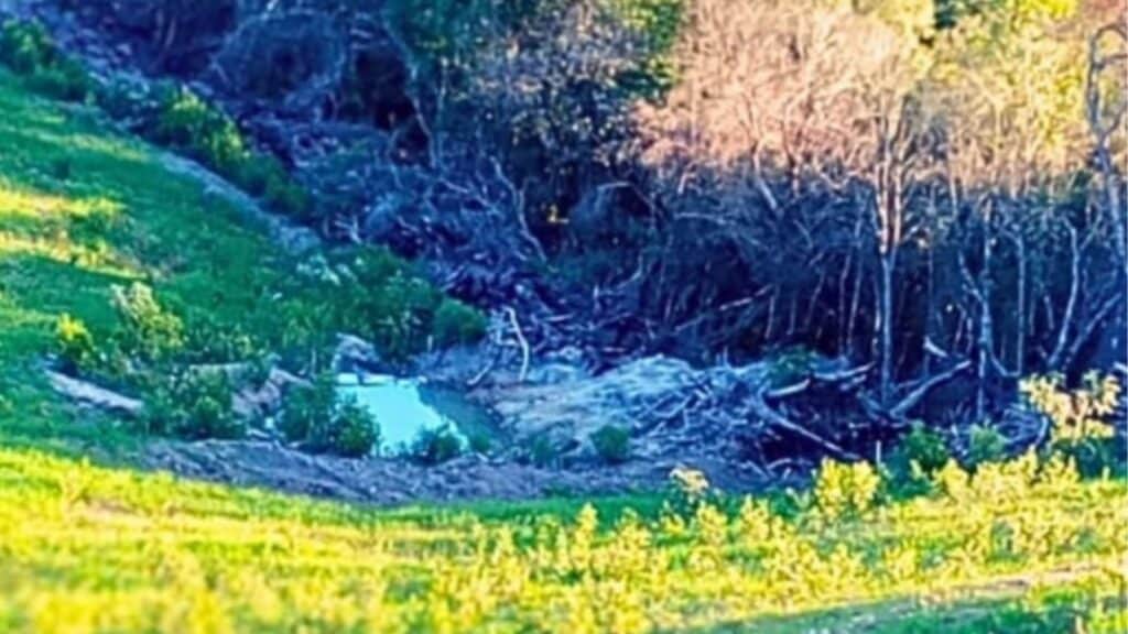 Fiscalização identifica crime ambiental em São Lourenço do Sul