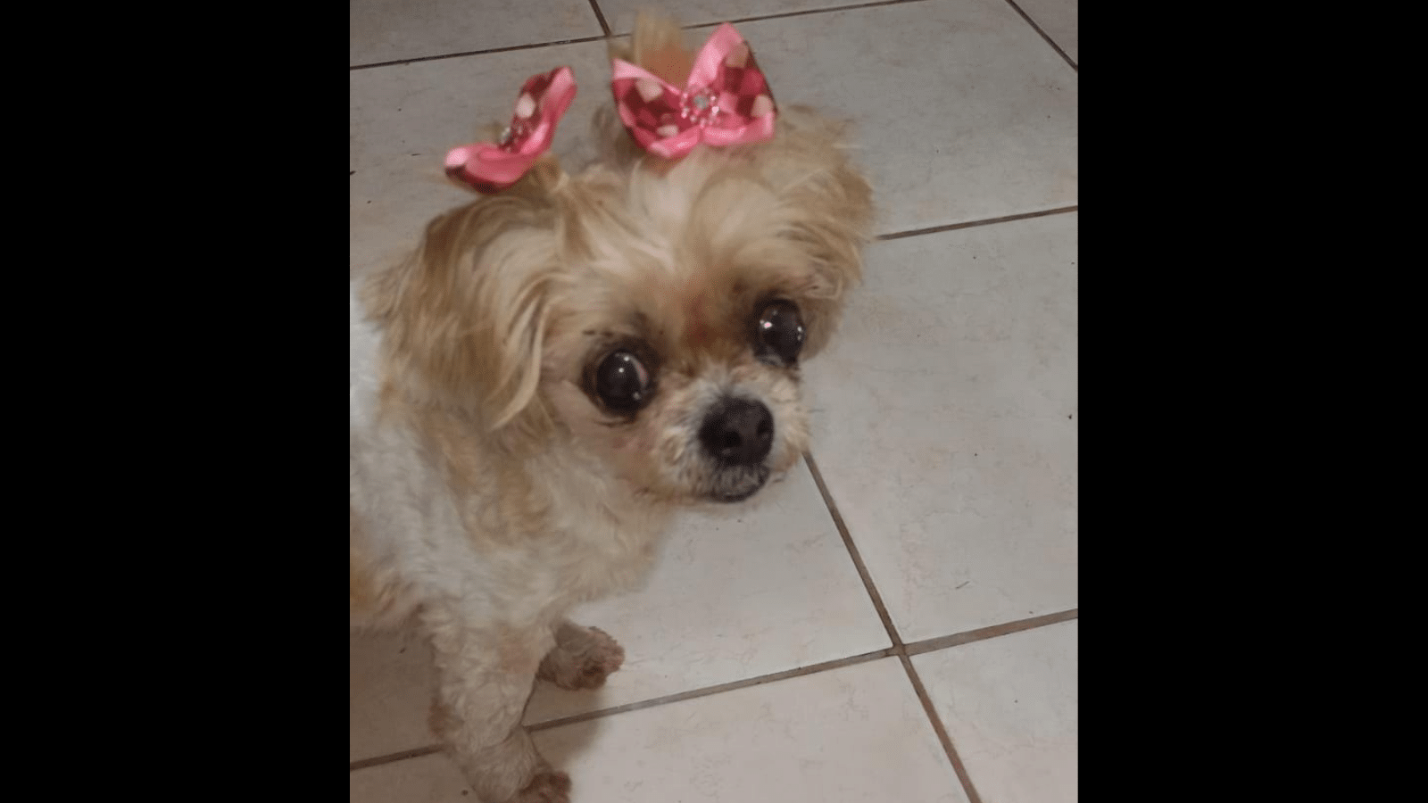 Família busca por cachorrinha desaparecida em Camaquã