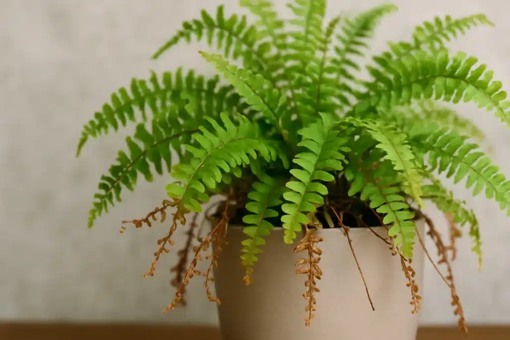 Plantas que adoram banheiros