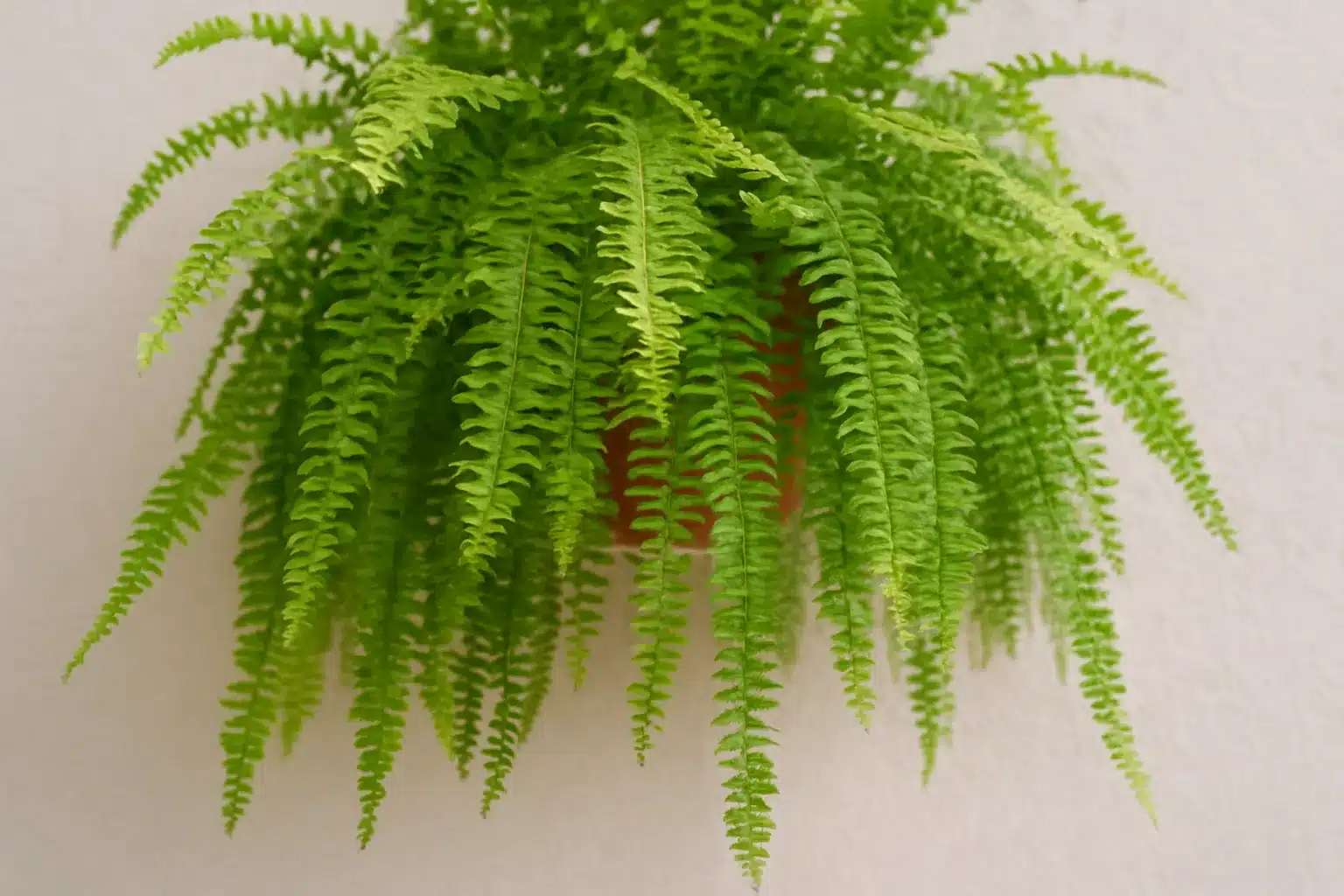 Samambaia americana odeia vento