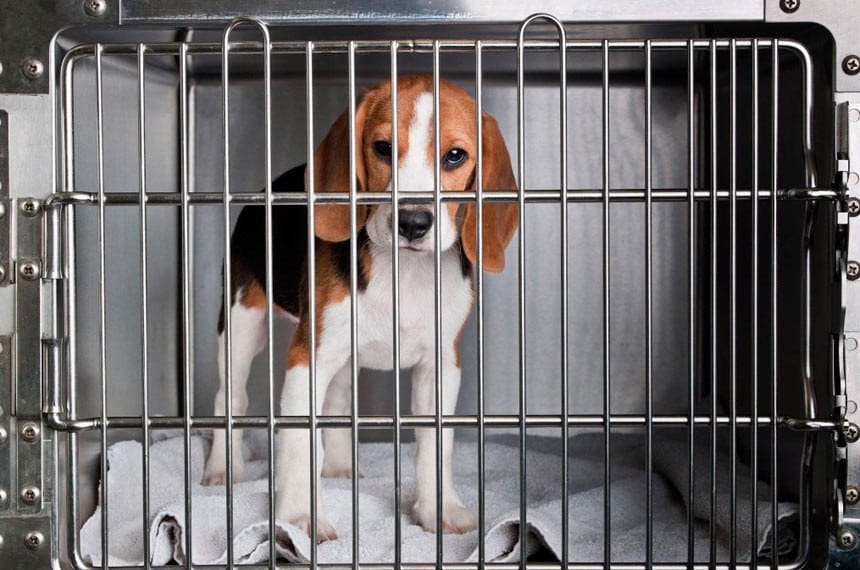 Proibição de uso de animais em testes de cosméticos segue para sanção