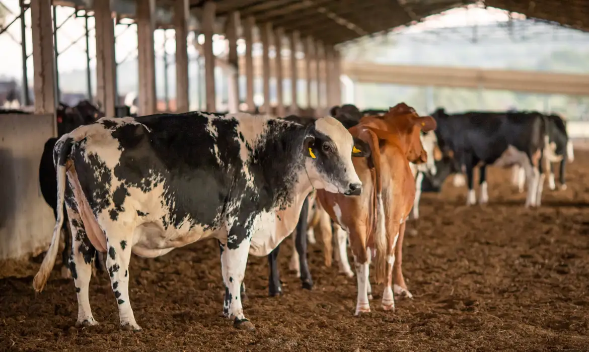 Dois lotes de vacina podem ter matado quase 200 animais