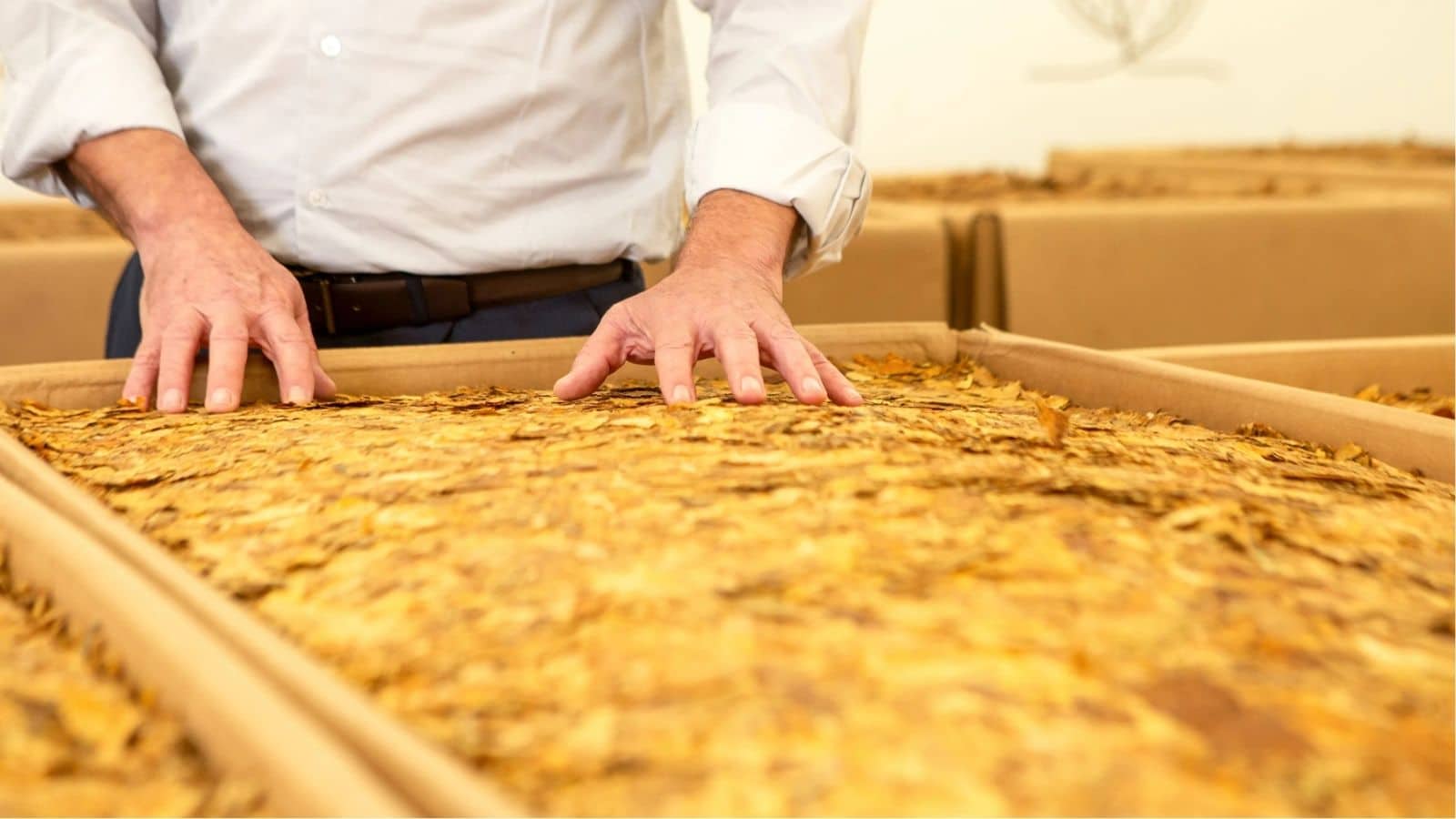 Indústria do tabaco gera 44 mil empregos e impulsiona economias regionais