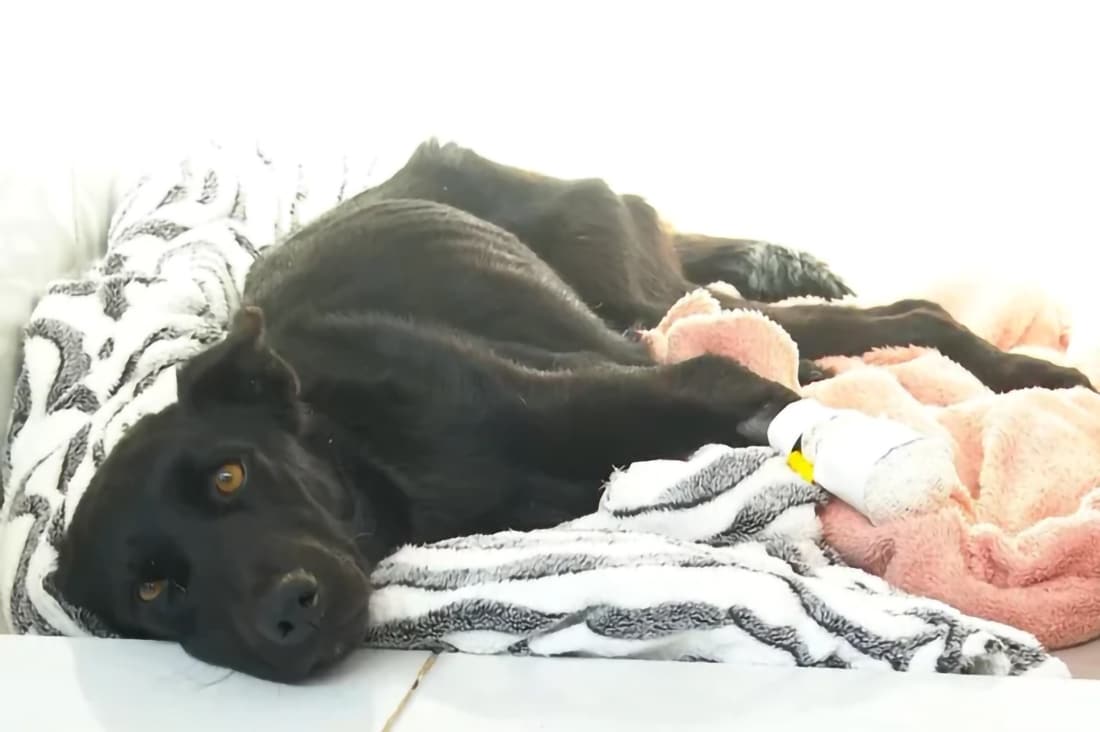 Idoso é preso após cortar patas de cadela no RS