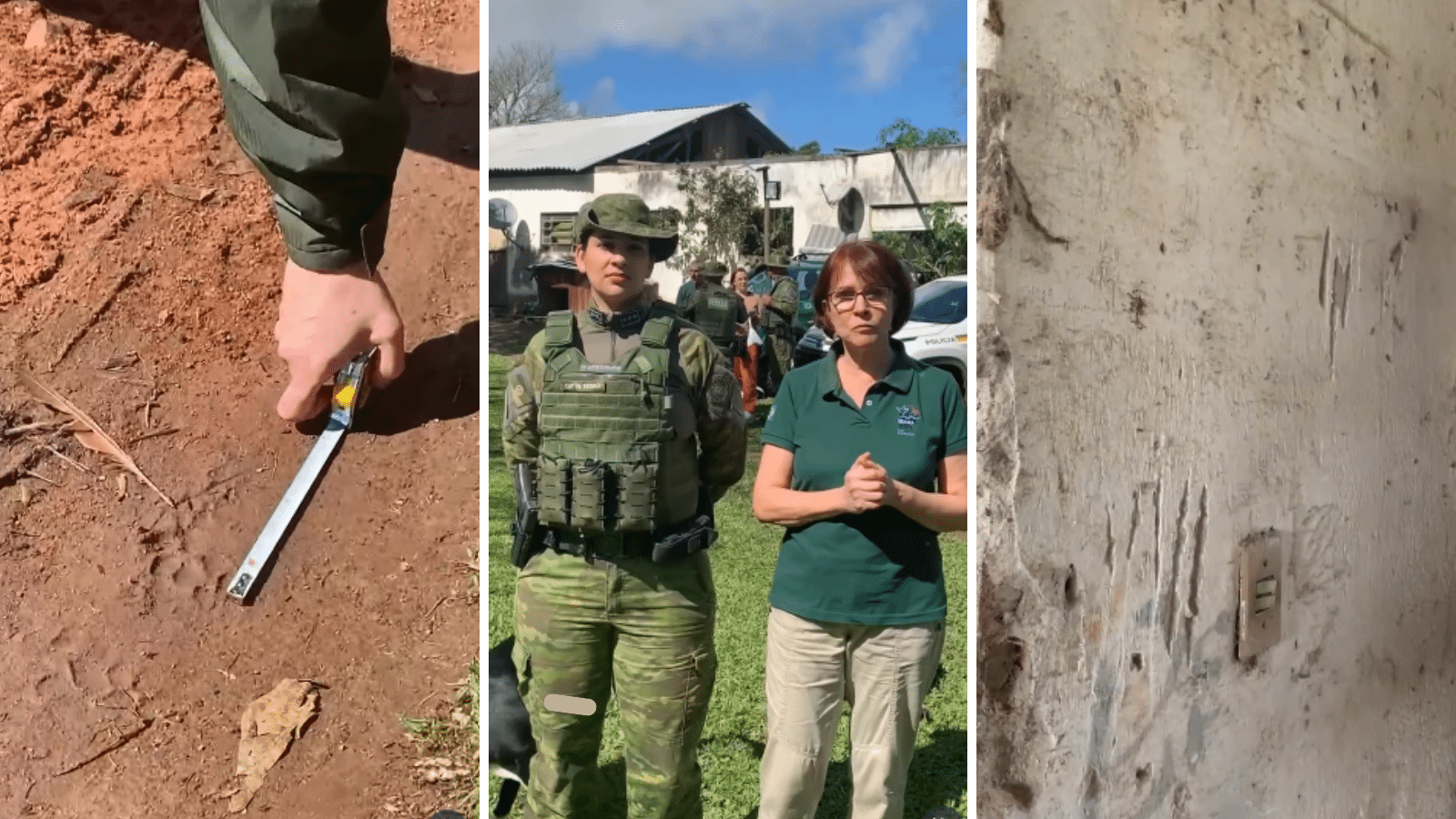 Batalhão Ambiental investiga ocorrência de puma em Viamão. Foto: Reprodução/Redes Sociais.
