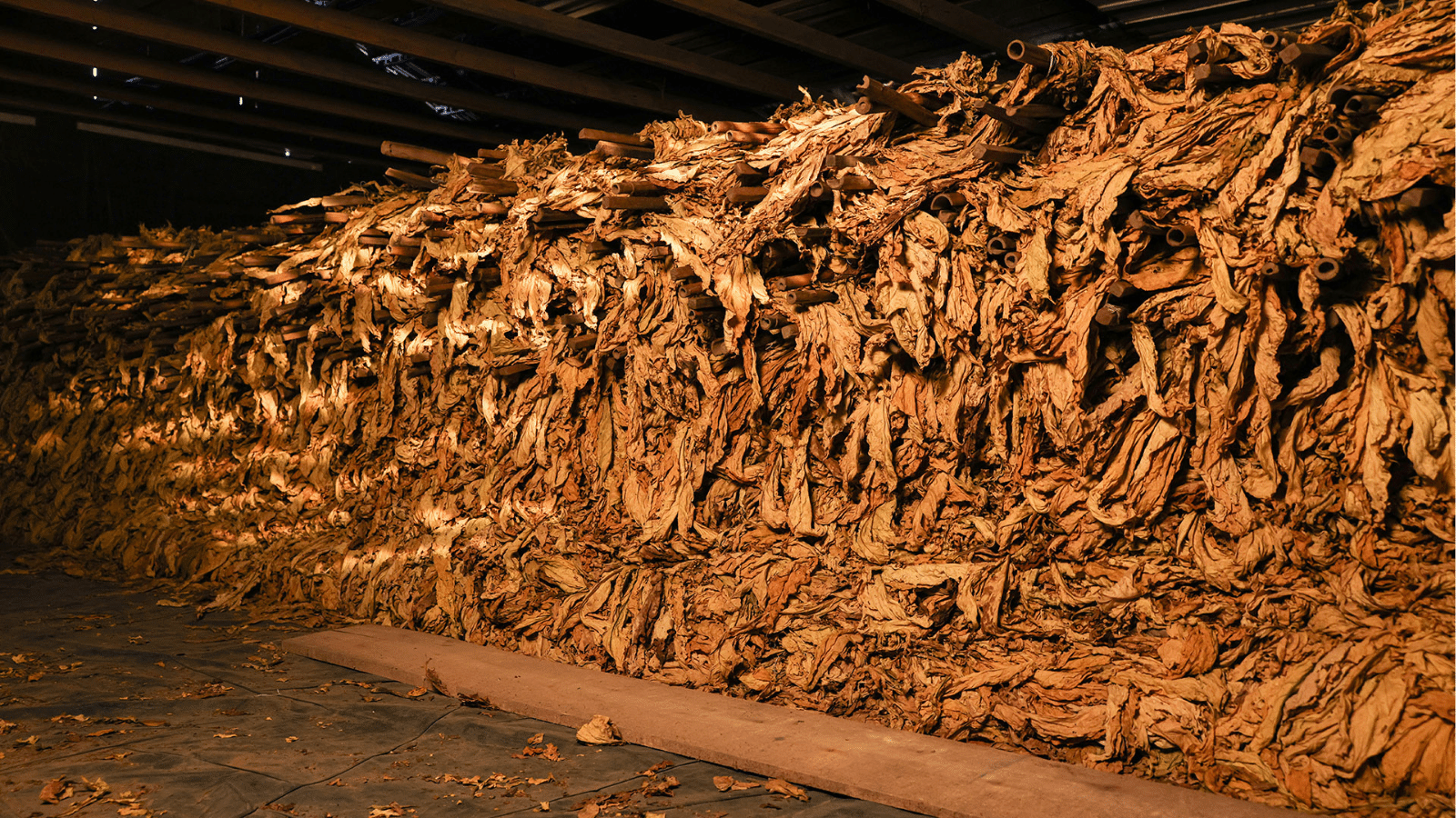 Camaquã encerra safra de tabaco 2024/25 com mais de 11 mil toneladas produzidas. Foto: Afubra/Divulgação.