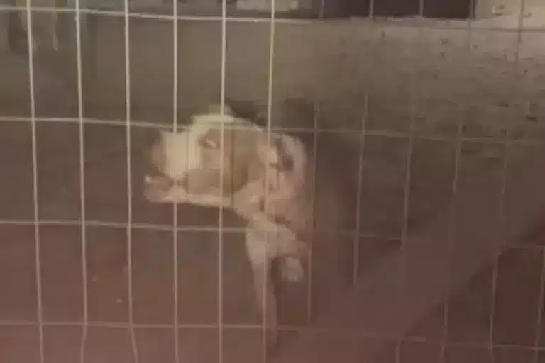 Tutor de cachorro que atacou vizinha irá responder por lesão corporal