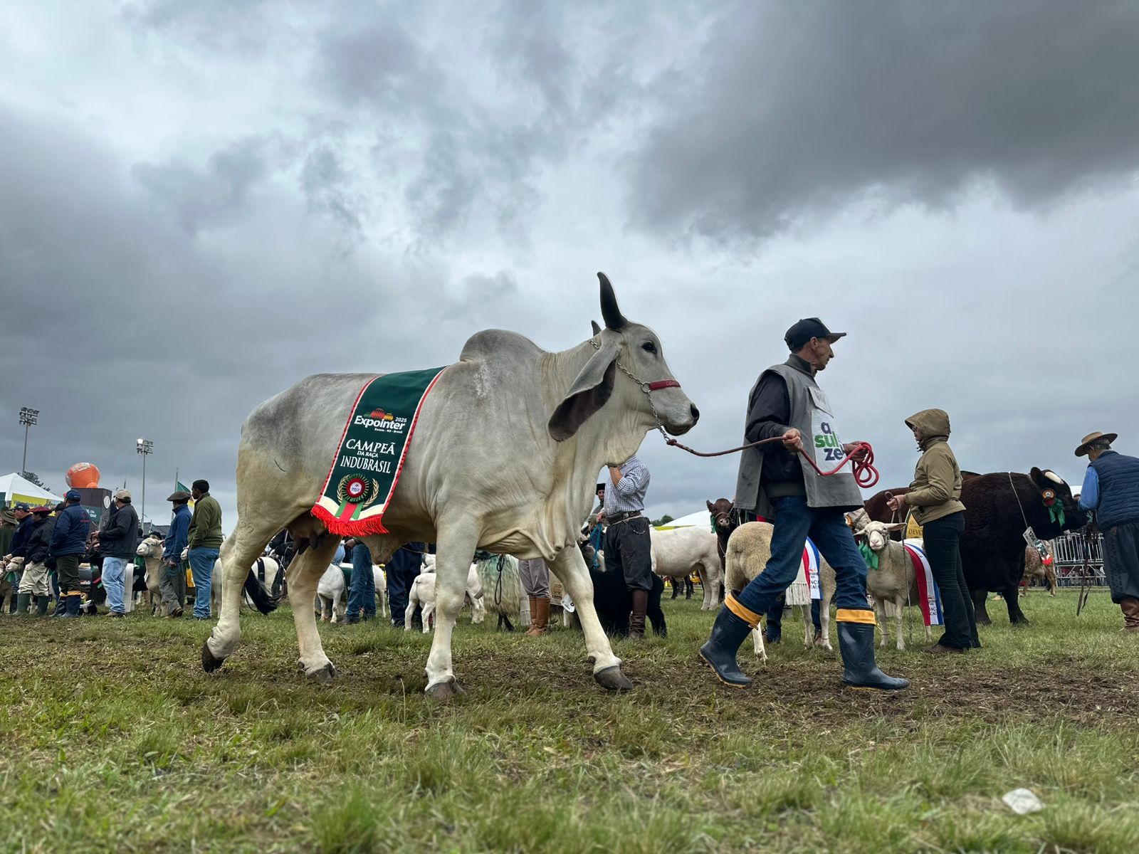 Desfile dos campeões da Expointer 2025. Foto: Geovana Jacobsen/Rádio Acústica FM.