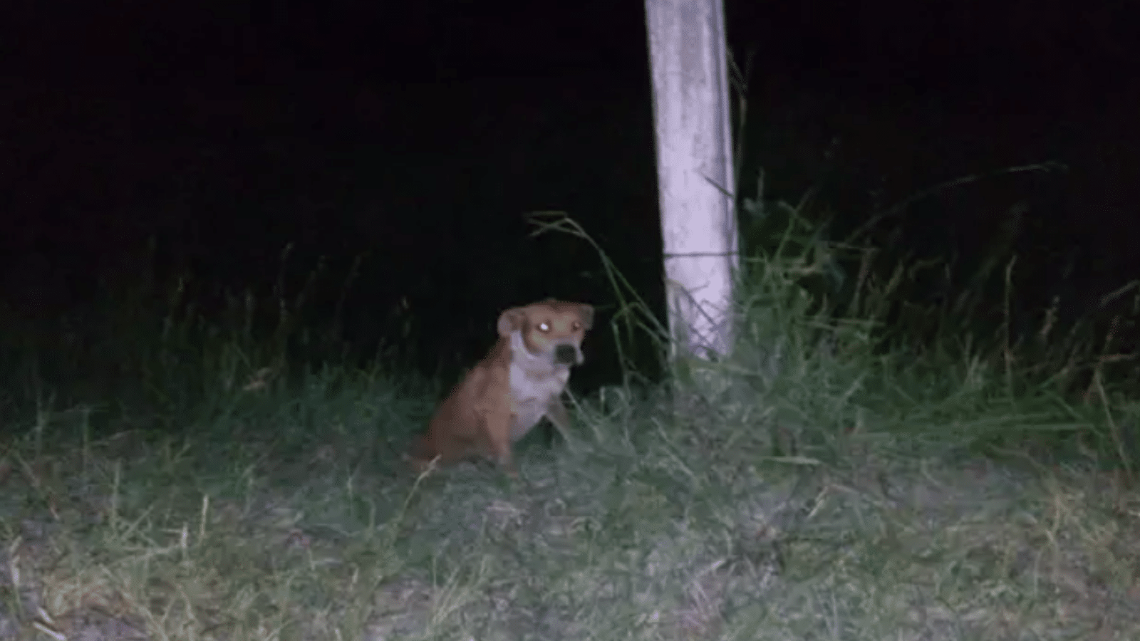 Idoso morre após ataque de quatro pitbulls em Minas do Leão