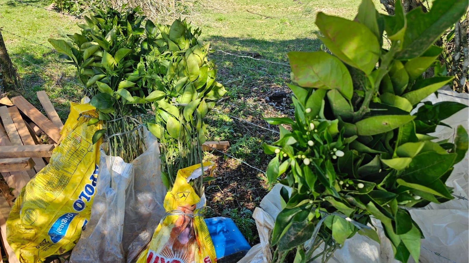 Chuvisca inicia cultivo de laranjas com foco em produção orgânica. Foto: Divulgação.