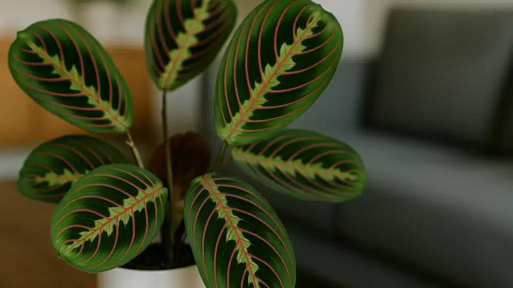 6 formas de destacar a beleza das folhas da maranta-riscada em ambientes internos