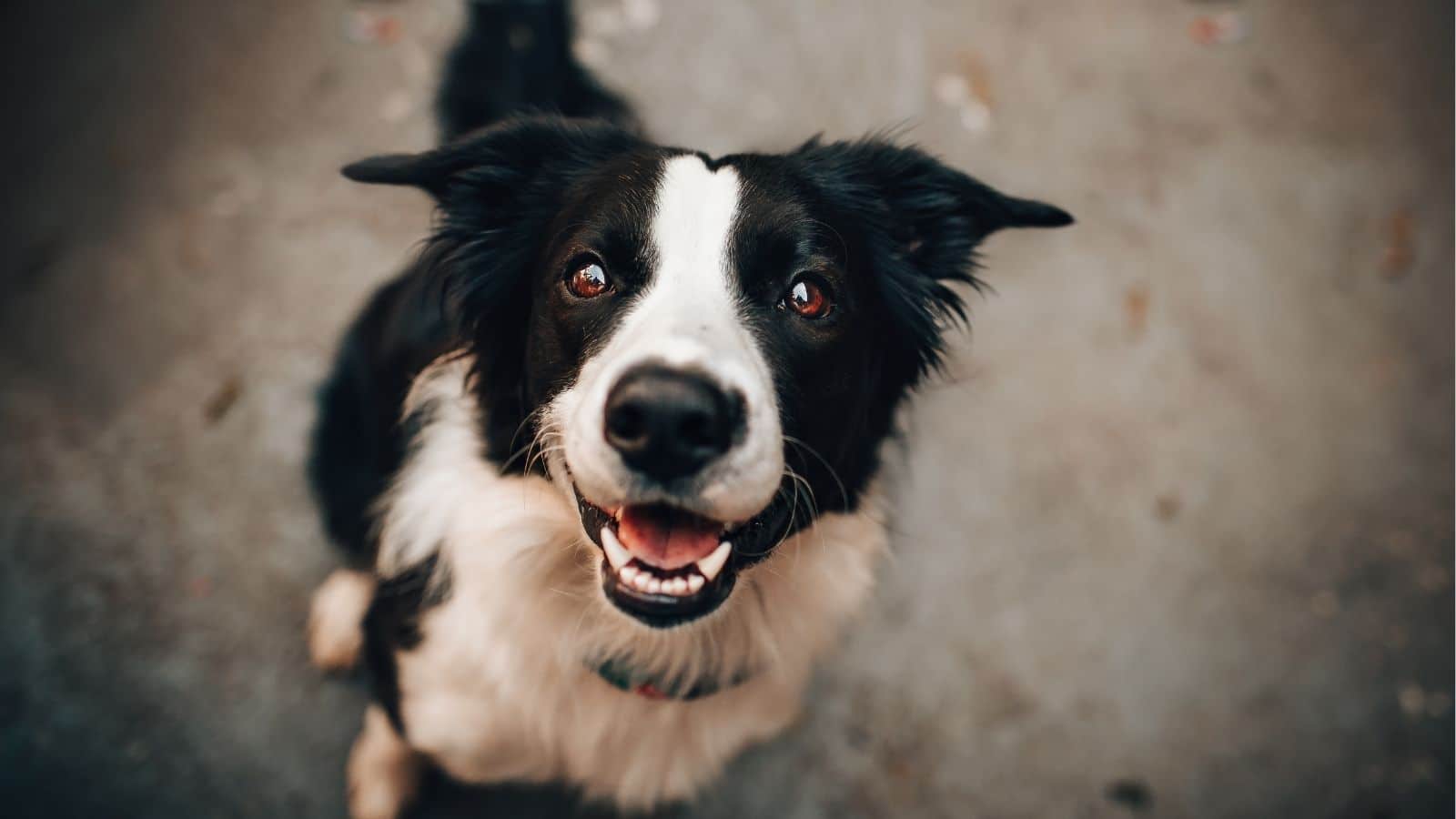 Vereador propõe lei para proteção de animais domésticos em Camaquã. Foto: ILUSTRATIVA/Canva.