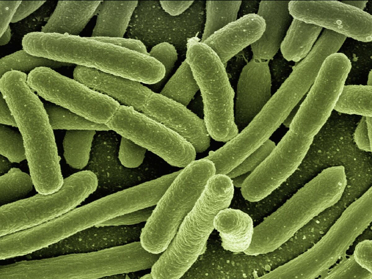 Alerta! OMS alerta para risco global das superbactérias