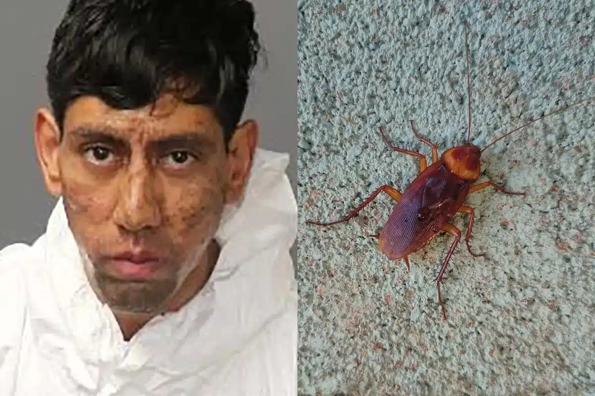Homem mata e duas pessoas e diz que barata mandou cometer os crimes