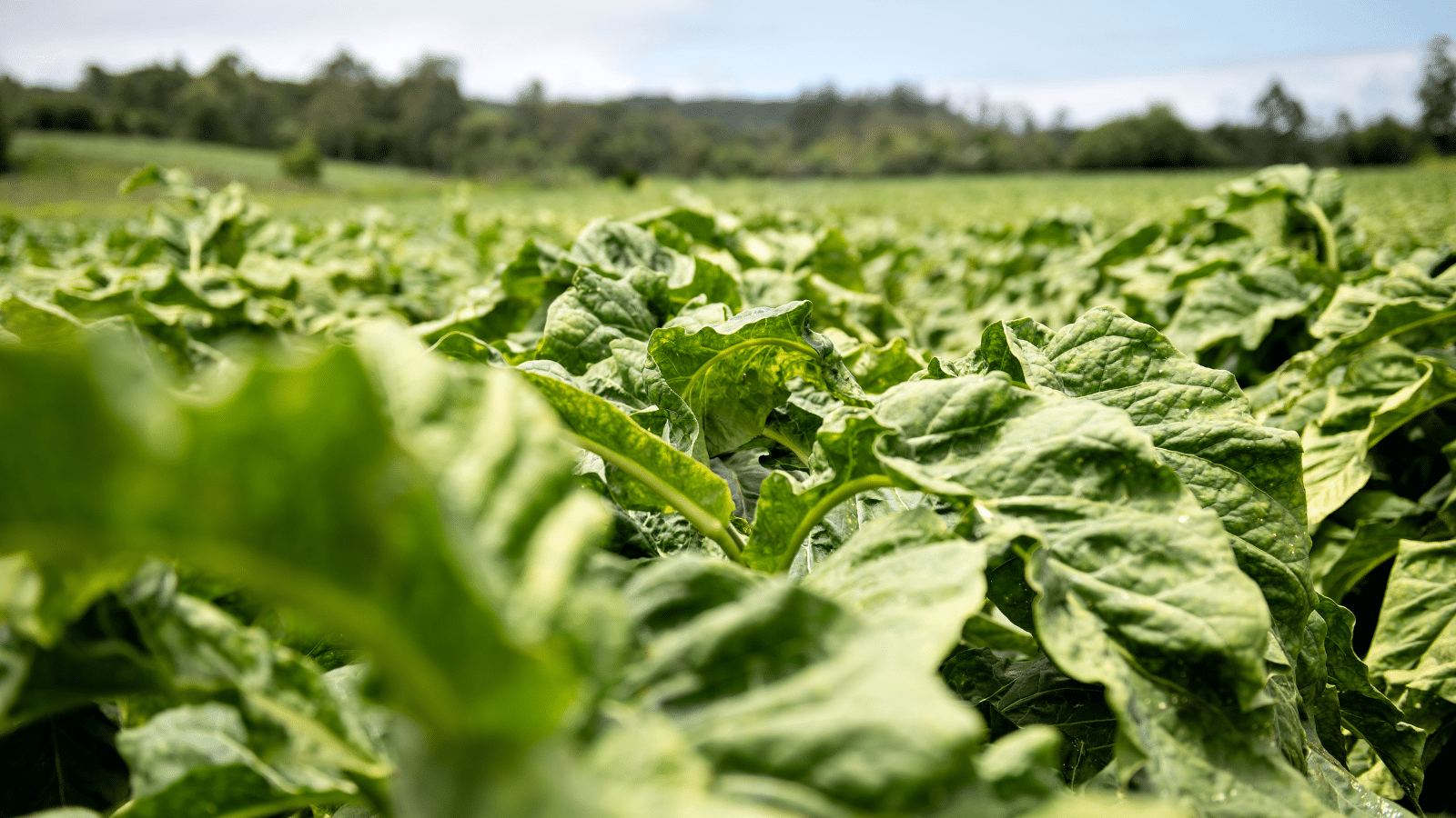 Lavoura de tabaco. Foto: Divulgação