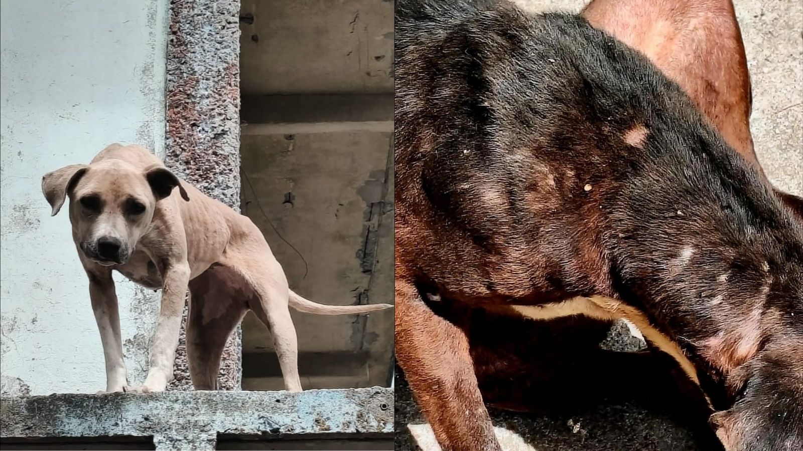 Dono é preso acusado de maus-tratos contra cães
