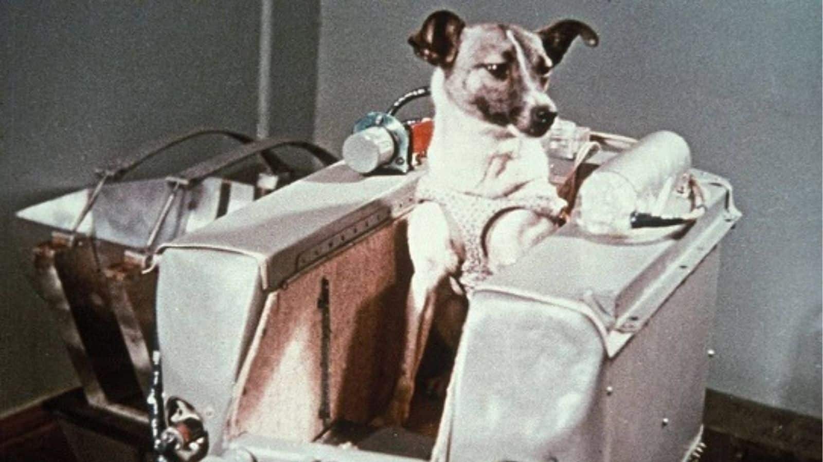 Hoje na história: 3 de novembro – Laika é lançada para o espaço