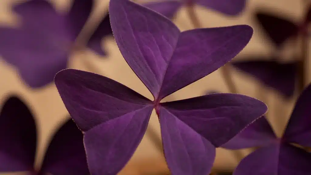 Trevo-roxo descubra como deixar a cor mais intensa e vibrante sem usar adubo químico