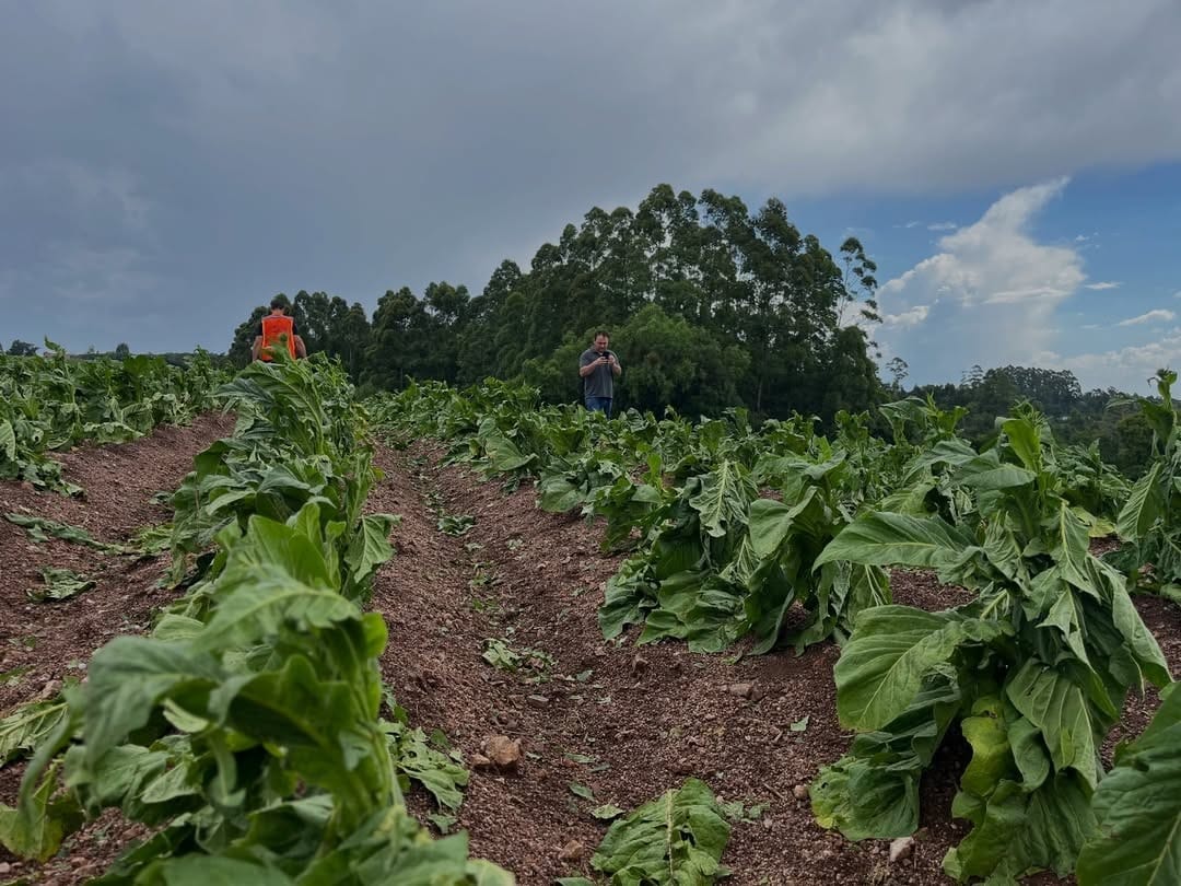 Levantamento em lavouras. Foto: Divulgação/Prefeitura de Dom Feliciano.
