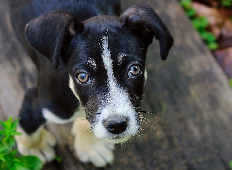cachorro- cão
