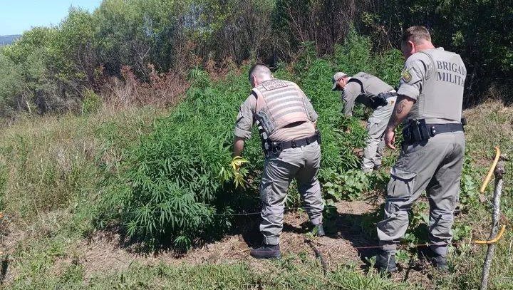 Brigada Militar localiza cultivo de maconha em Encruzilhada do Sul