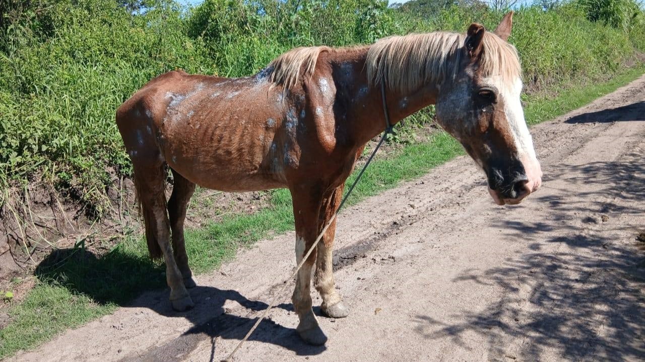 Cavalo abandonado em estrada rural é resgatado em Camaquã