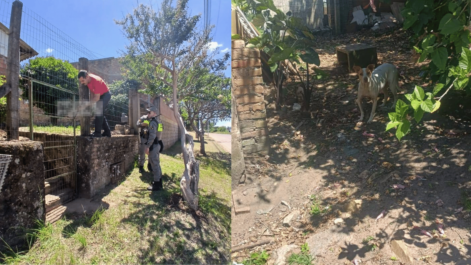 Arca resgata cadela e encontra cão morto em residência na rua Cel. Pedroso. Foto: Divulgação/Arca.