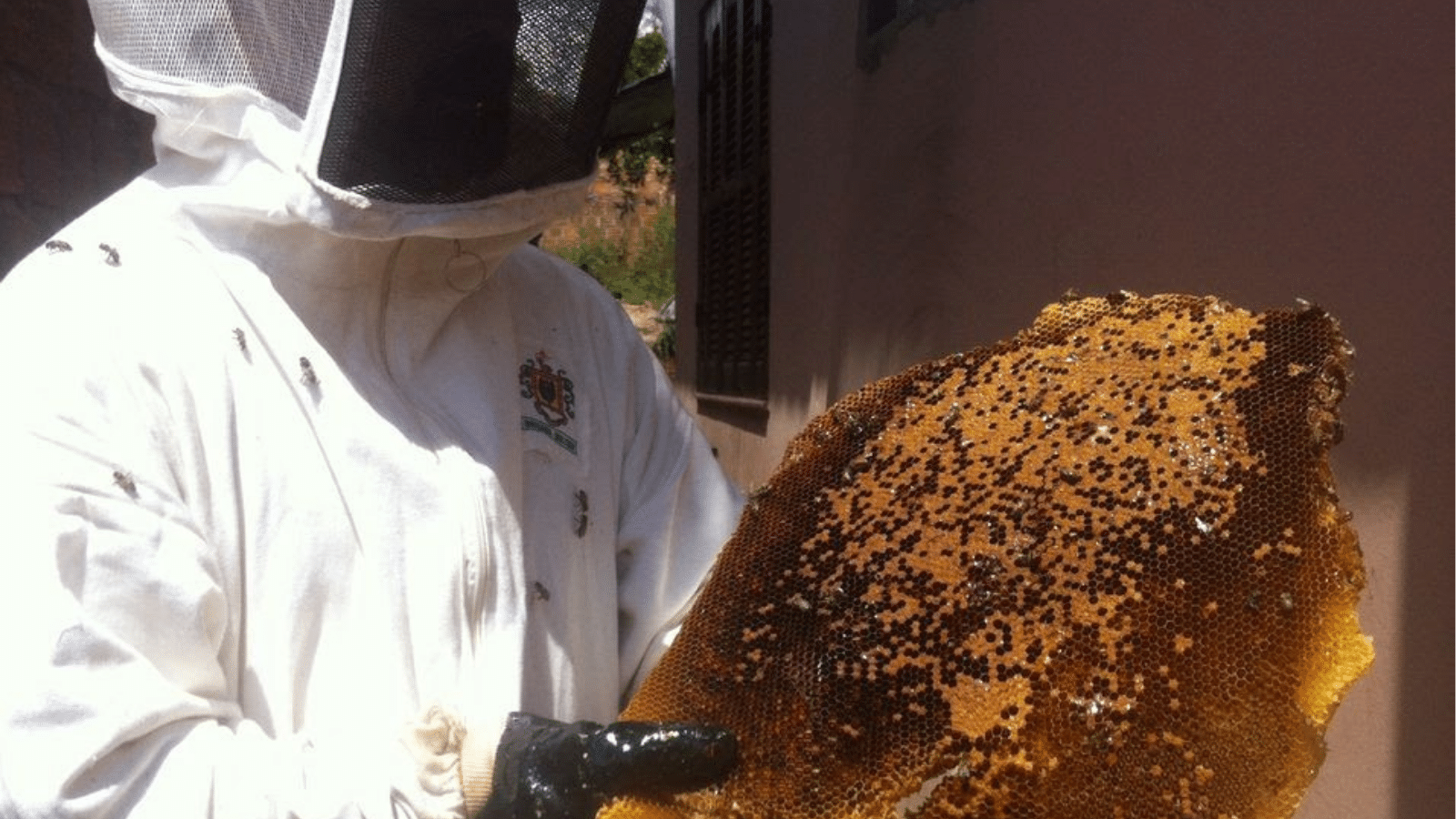 Ocorrências com abelhas aumentam no verão. Foto: Divulgação/Arquivo Pessoal de Beto.