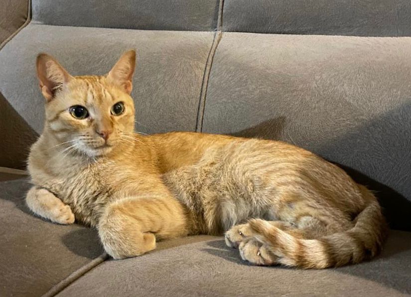 Família busca por gatinho desaparecido em Camaquã
