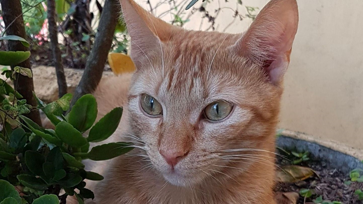 Família busca por gatinho desaparecido em Camaquã