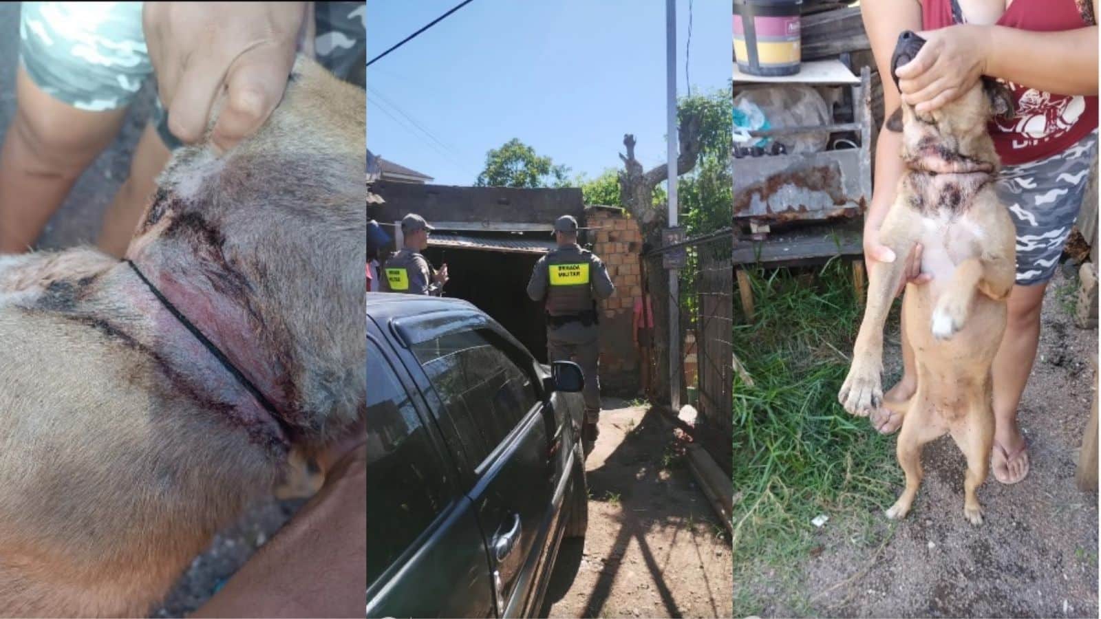Cadela com ferimento profundo no pescoço é resgatada em Camaquã