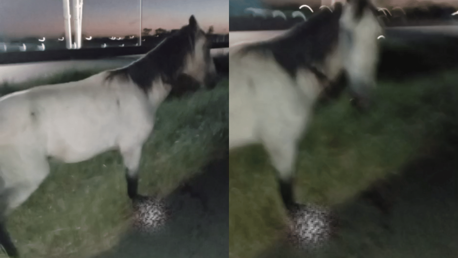 Cavalo atropelado na BR-116, em Camaquã, é sacrificado após acidente