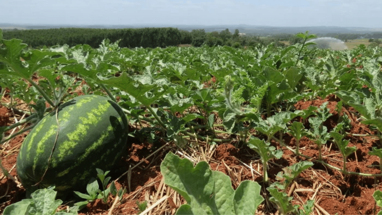 Zona Sul do RS amplia plantação de melancia e produção cresce 50%, Foto: Carine Massierer / Emater/Divulgação.